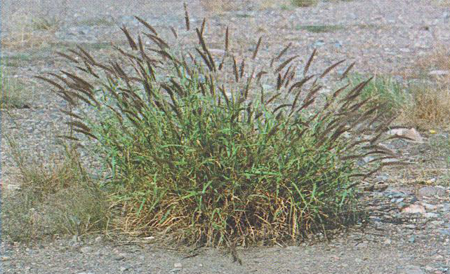 Hình minh họa câu hỏi