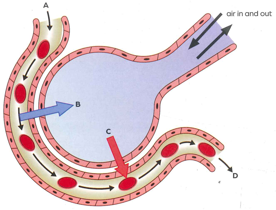 Hình minh họa câu hỏi