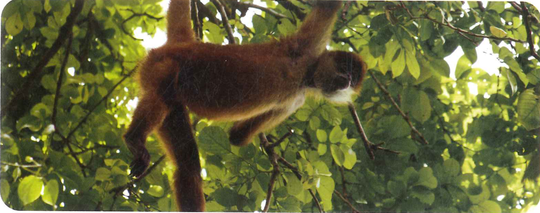 Hình minh họa câu hỏi