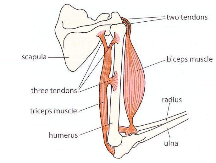 Hình minh họa câu hỏi