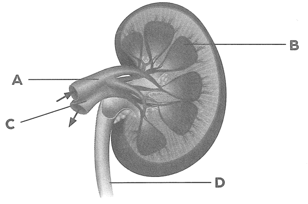 Hình minh họa câu hỏi
