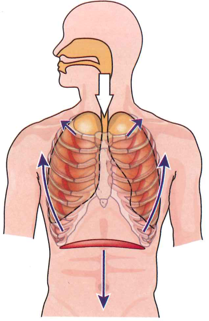 Hình minh họa câu hỏi