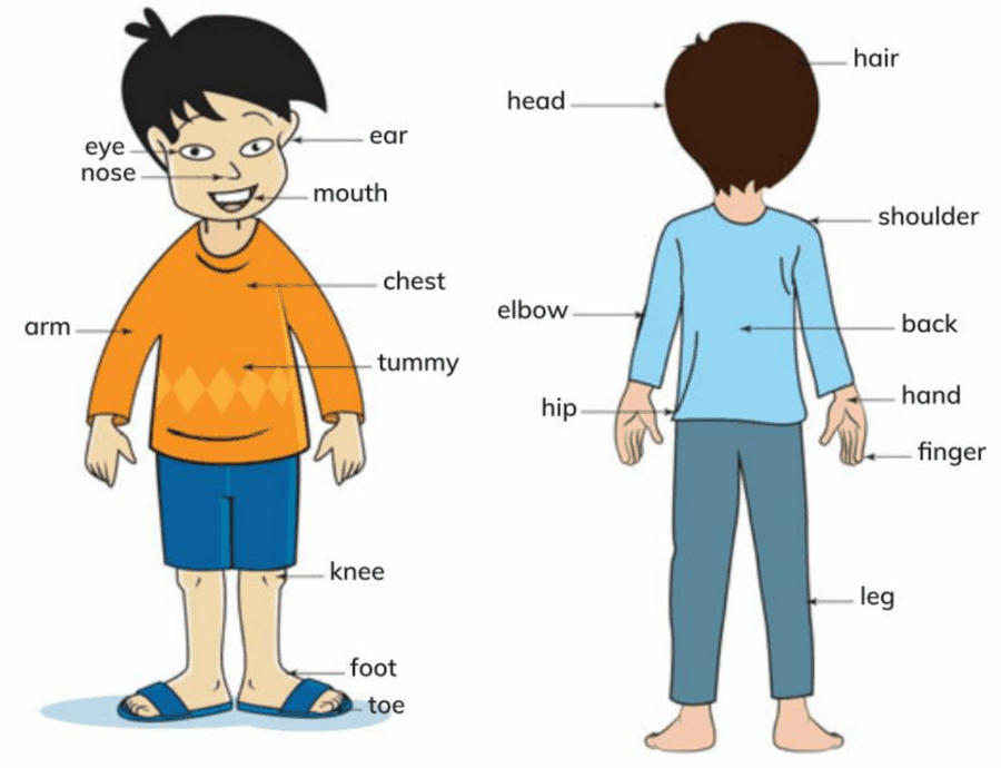 Hình minh họa câu hỏi