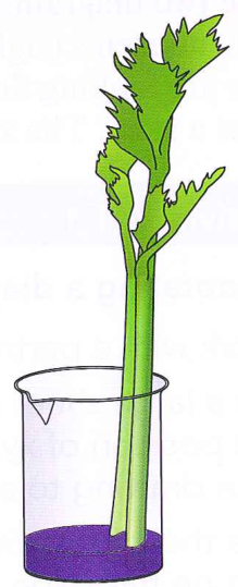 Hình minh họa câu hỏi