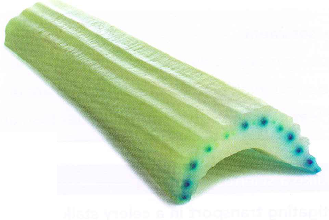 Hình minh họa câu hỏi