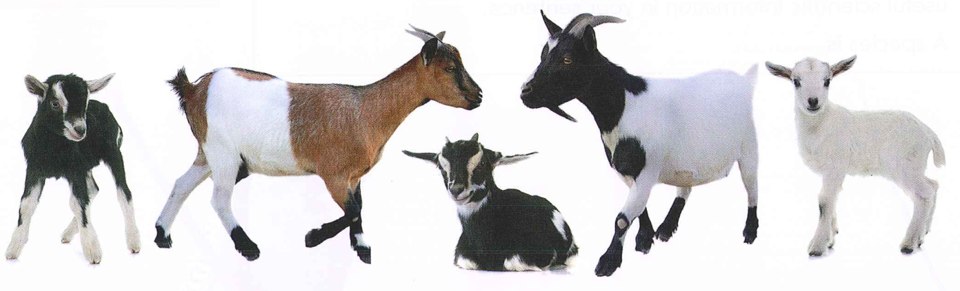 Hình minh họa câu hỏi