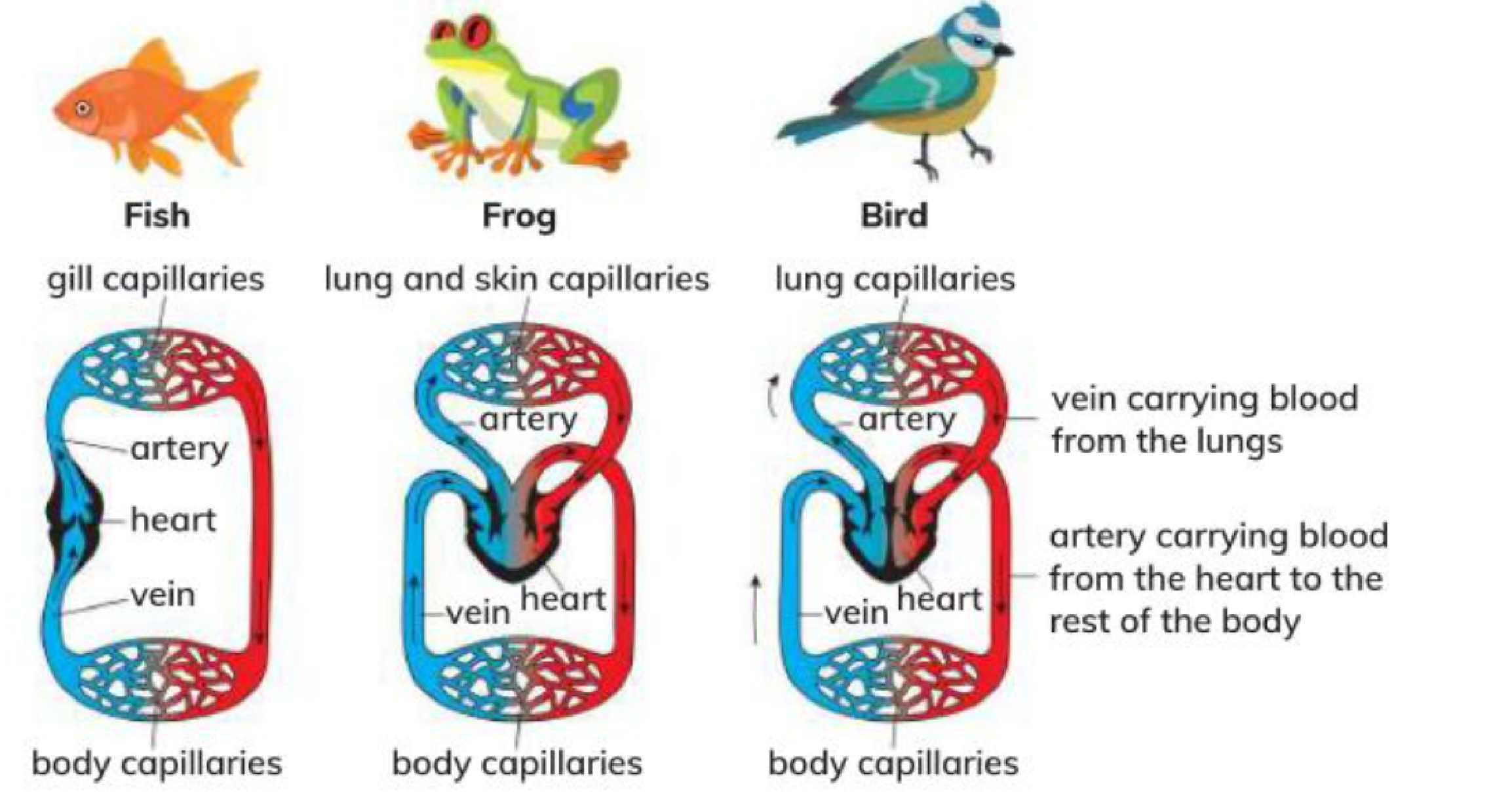 Hình minh họa câu hỏi