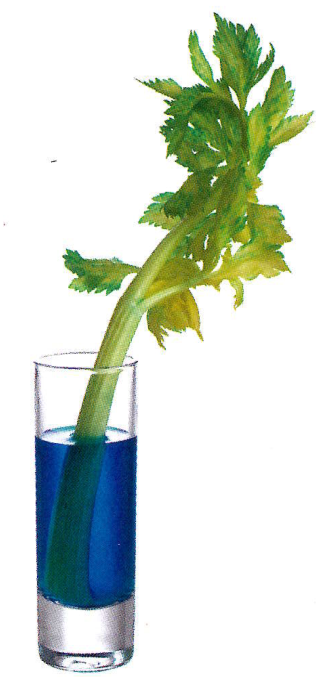 Hình minh họa câu hỏi
