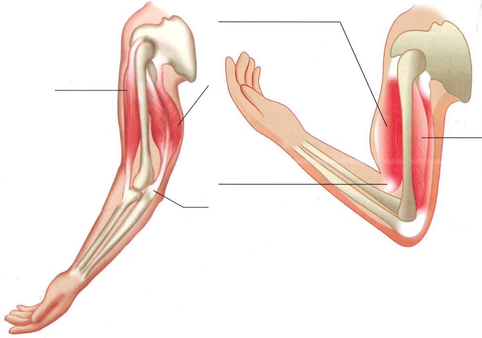 Hình minh họa câu hỏi