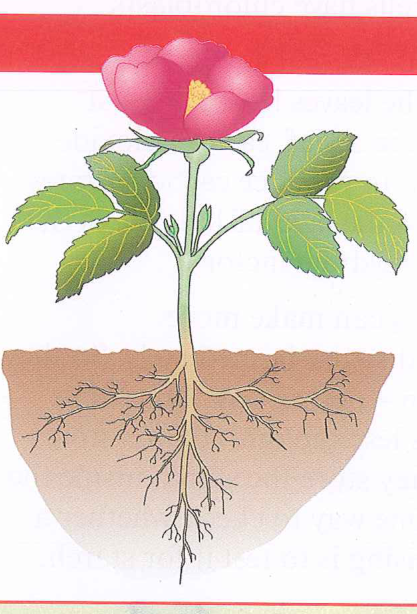 Hình minh họa câu hỏi