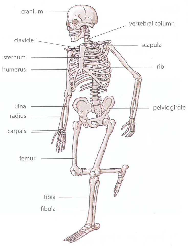 Hình minh họa câu hỏi